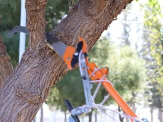 ¿Sabías que necesitas permiso para la tala y remoción de árboles en Chihuahua?