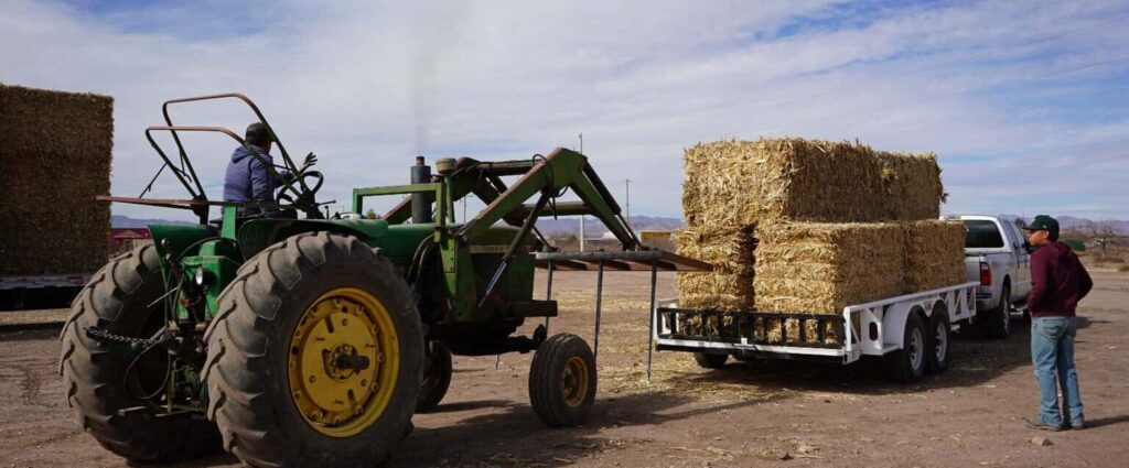 Ante falta de precipitaciones, entregan mil pacas de maíz rolado a zona rural del municipio