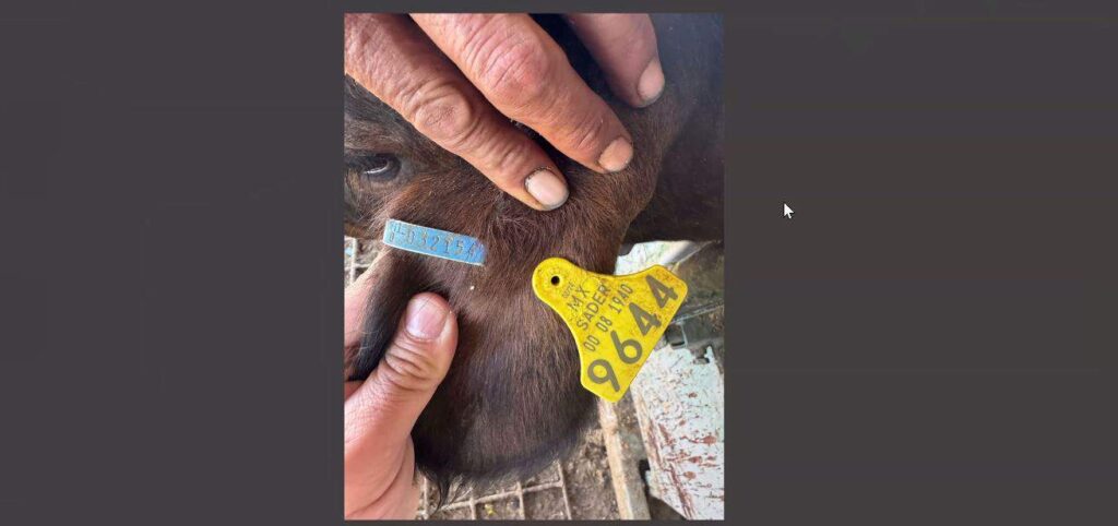 Capacitan a productores en proceso de exportación de ganado tras reapertura de estación San Jerónimo-Santa Teresa