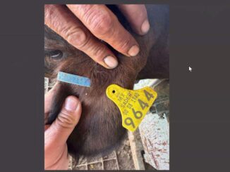 Capacitan a productores en proceso de exportación de ganado tras reapertura de estación San Jerónimo-Santa Teresa