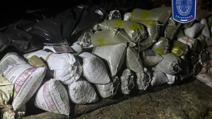 Asegura célula BOI marihuana cercana a las fosas clandestinas en Casas Grandes