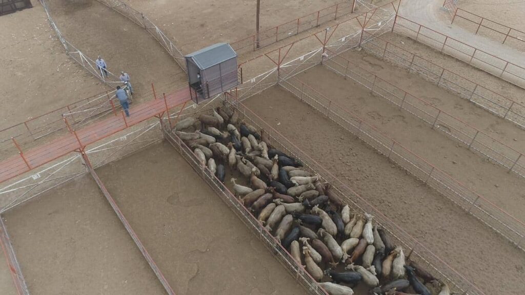 Avanza cruce de cabezas de ganado por la Estación Cuarentenaria de San Jerónimo