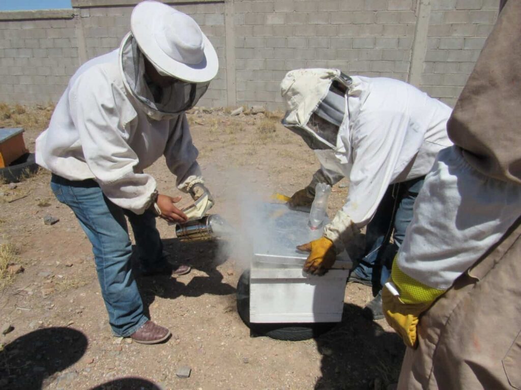 Guardianes Ecológicos rescatan y reubican a más de 20 mil abejas