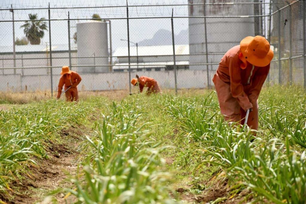 Participan adolescentes en Reinserción cultivando en Invernadero