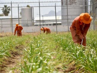 Participan adolescentes en Reinserción cultivando en Invernadero