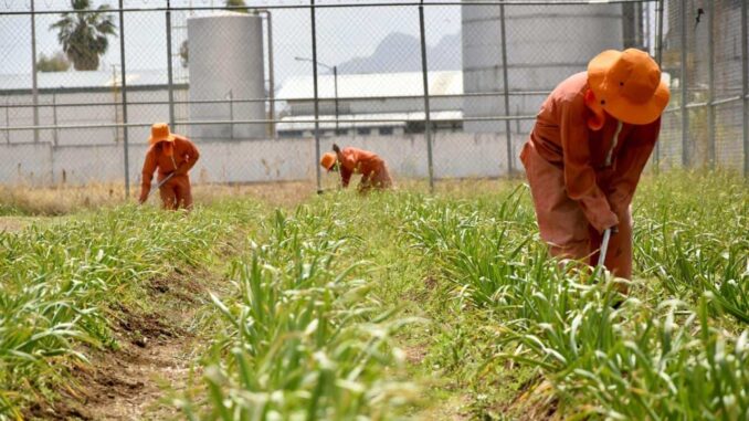 Participan adolescentes en Reinserción cultivando en Invernadero