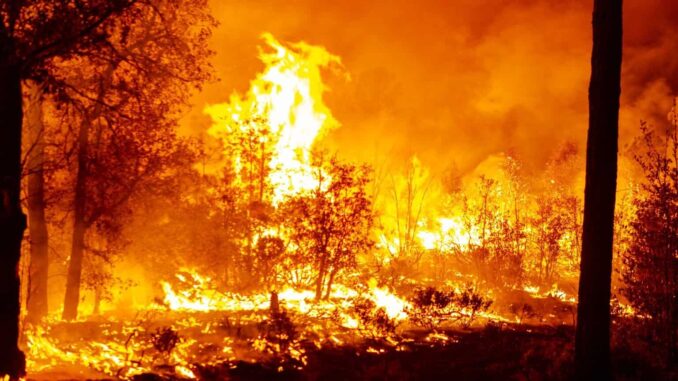 Trabajan 200 brigadistas en el combate de ocho incendios forestales en la entidad