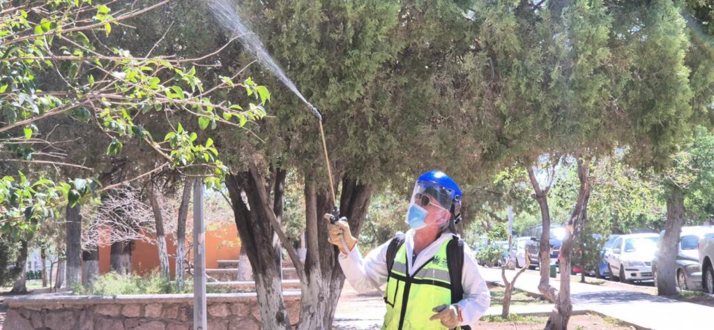 Fumiga municipio diariamente los espacios públicos de la ciudad para prevenir plagas