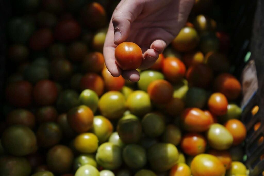 Cuotas a tomates mexicanos lo pagarán en EE.UU., no pueden sustituirnos: Berdegué
