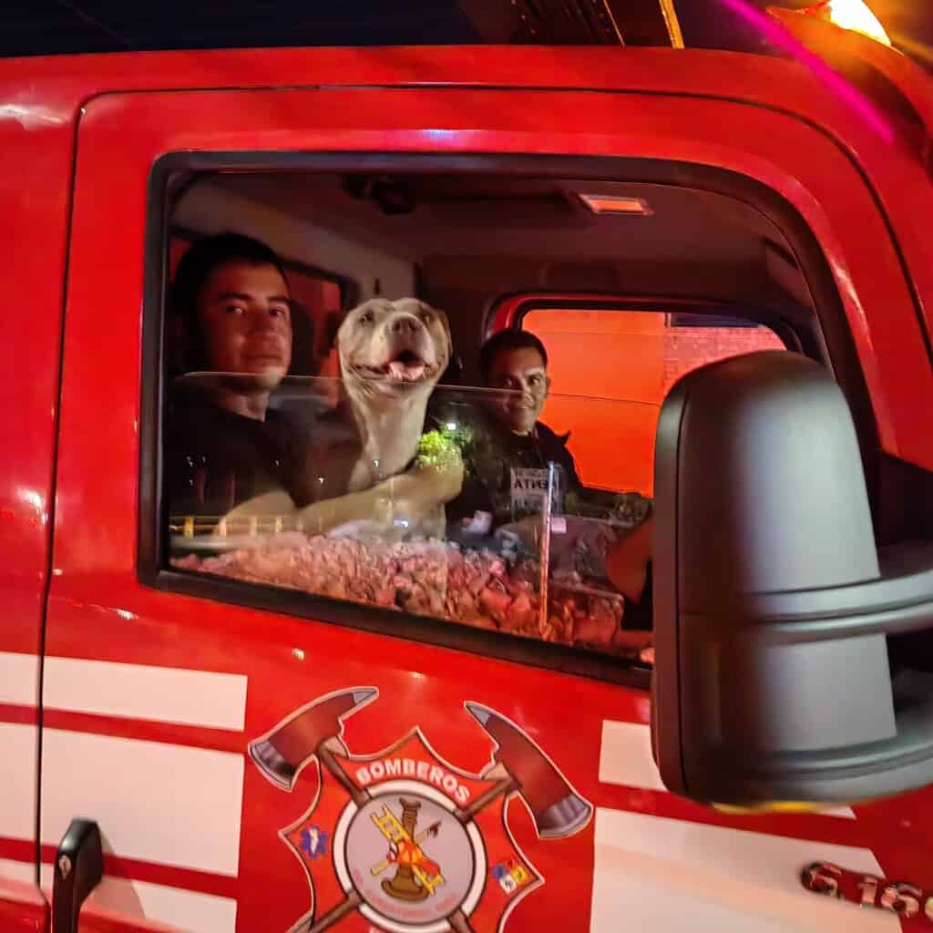 Rescatan Bomberos de Cuauhtémoc a perrita atrapada en dren pluvial