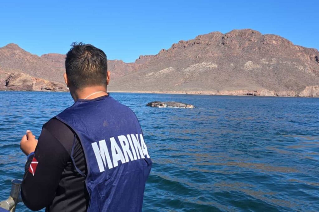 Semar lidera operación de puesta a flote de ballena muerta en costas de Sonora
