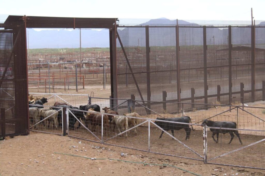 Chihuahua no registra casos de GBG: se mantiene libre de la enfermedad y refuerza su vigilancia sanitaria