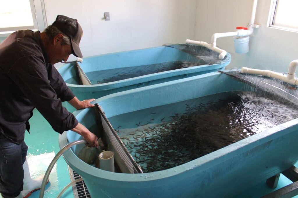 Abre convocatoria para acceder a apoyos en el sector pesquero y acuícola en Chihuahua