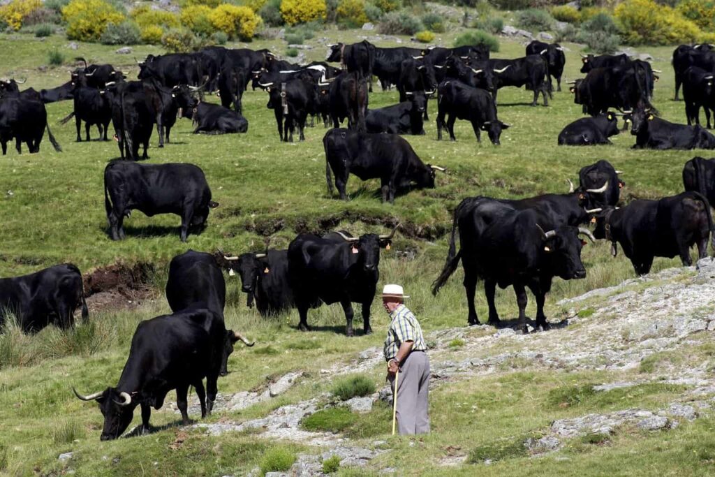 Ganaderos en México prevén extinción de toros de lidia en 2 años con «corridas sin sangre»