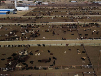 Ganaderos confían en reapertura de las exportaciones tras acuerdo entre México y EE.UU.