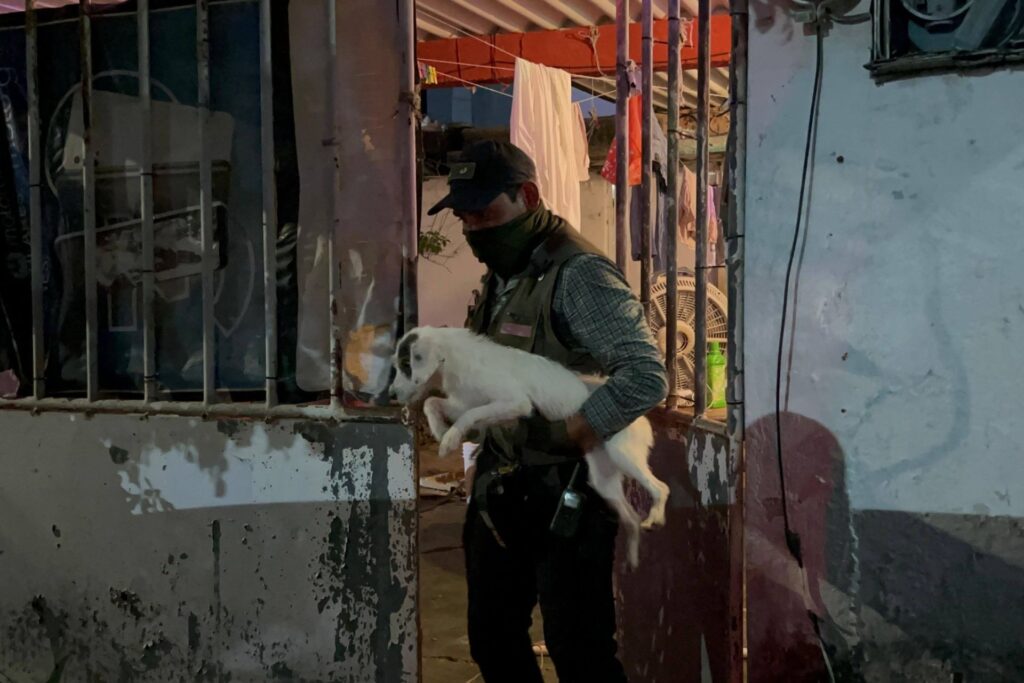 Rescatan a 42 perros en Coatzacoalcos, Veracruz