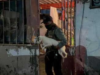 Rescatan a 42 perros en Coatzacoalcos, Veracruz