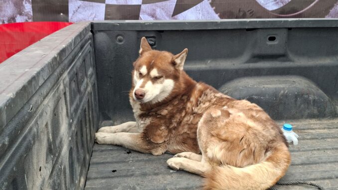 Rescataron en total 6 canes en incendio de recicladora