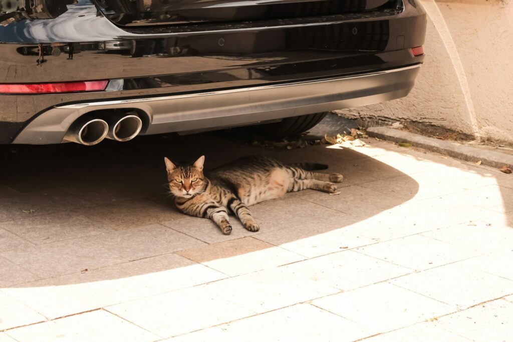 SSC CDMX lanza recomendaciones para cuidar del calor a perros y gatos