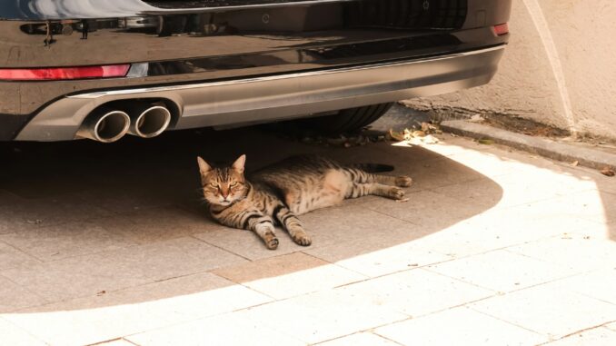 SSC CDMX lanza recomendaciones para cuidar del calor a perros y gatos