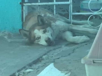 Rescatan policías municipales a perro atrapado en barandal