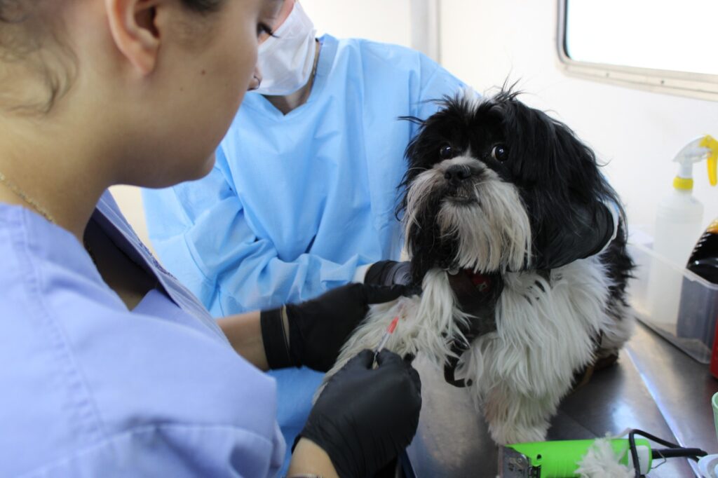 Esterimóvil llega a colonia Saucito; esterilizaciones gratuitas para mascotas