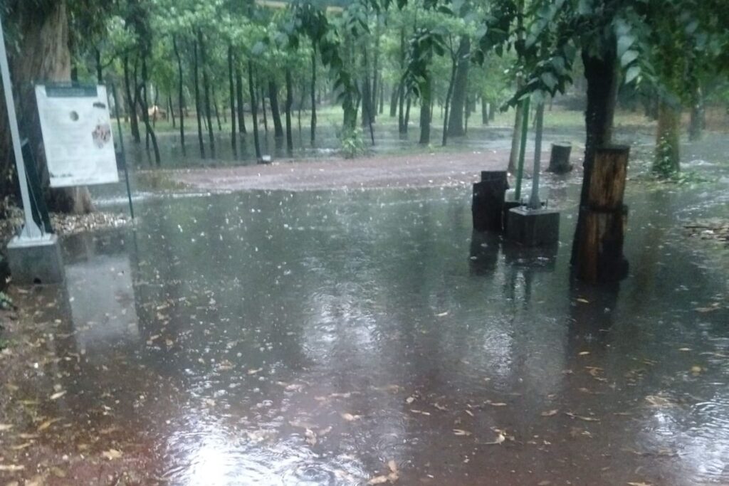 Semarnat confirma fecha de reapertura del Parque Viveros de Coyoacán