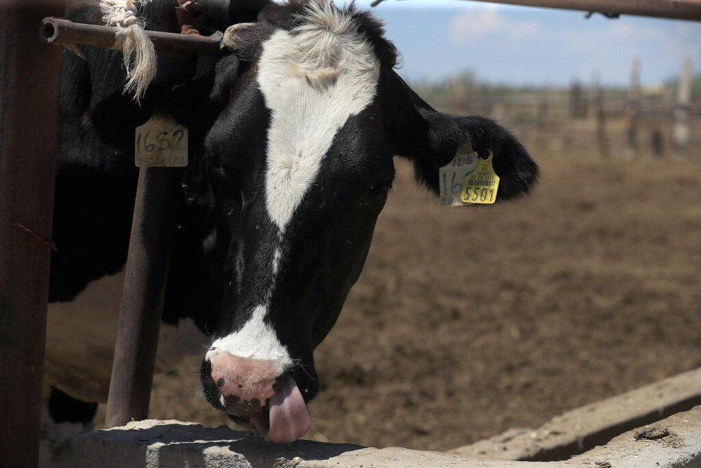 Cierre de EE.UU. a ganado por gusano barrenador cuesta a México mil 850 millones de dólares