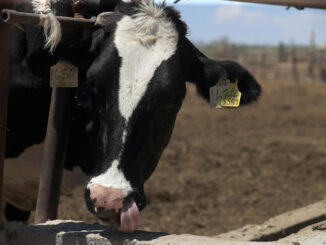 Cierre de EE.UU. a ganado por gusano barrenador cuesta a México mil 850 millones de dólares