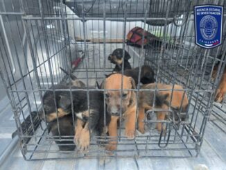 Aseguró FGE Norte 37 caninos en situación de maltrato en Ciudad Juárez