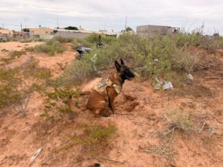 Durante rastreo, localiza Unidad de Ausentes dos osamentas en fosas clandestinas de Senderos de San Isidro