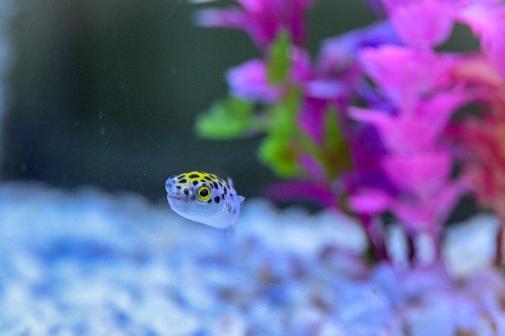 Inauguran el acuario Rochí en Guachochi; mostrará el patrimonio natural de la Sierra Tarahumara