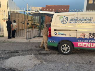 Detienen a hombre por maltrato y resguardan a perrita y sus 5 cachorros