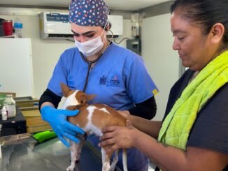 Esterimóvil del Municipio fortalece la atención al sur de la ciudad con esterilizaciones gratuitas en Sierra Azul