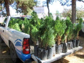 Invita SDR a entrega de árboles y semillas por el Día Nacional del Árbol