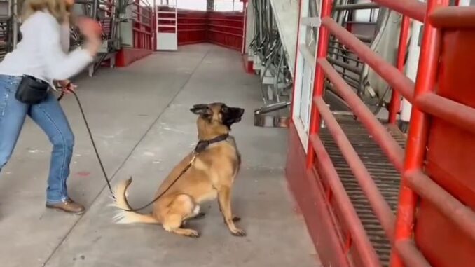 Entrena Desarrollo Rural a médicos veterinarios con binomios caninos especializados en la detección de GBG