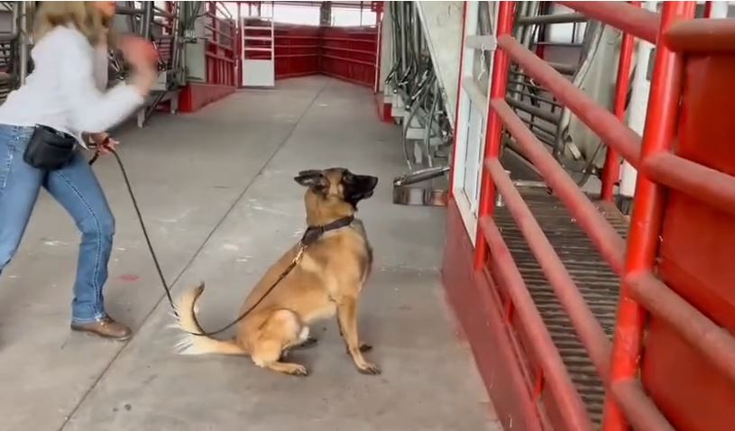 Entrena Desarrollo Rural a médicos veterinarios con binomios caninos especializados en la detección de GBG