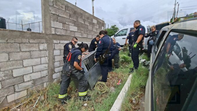 Capturan un pecarí bomberos y policías en la colonia Santa Rosa