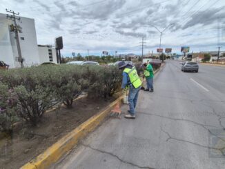 Refuerza Municipio el corte y retiro de maleza en vialidades del norte tras recientes lluvias