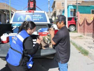 Avanza Municipio en la protección animal con jornadas de vacunación en colonias de la capital