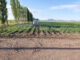 Agricultores de riego ya pueden tramitar el apoyo de fertilizante para sus siembras