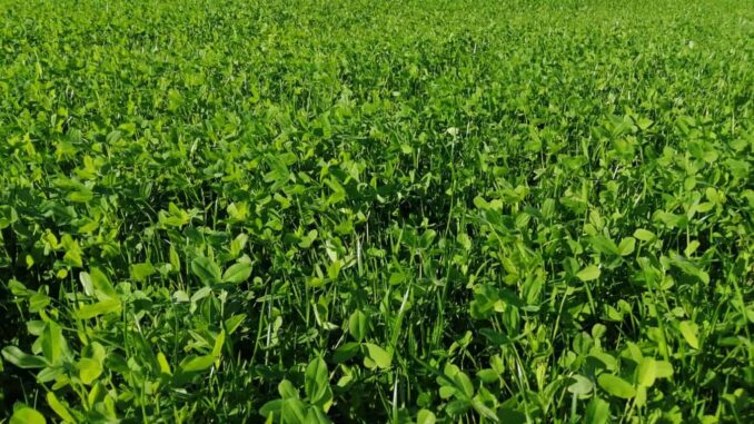 Abre SDR apoyo para adquisición de semilla de pradera en Chihuahua