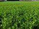 Abre SDR apoyo para adquisición de semilla de pradera en Chihuahua