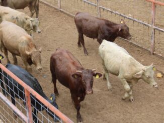 Reapertura de la frontera para exportación de ganado devuelve certidumbre al sector pecuario de Chihuahua