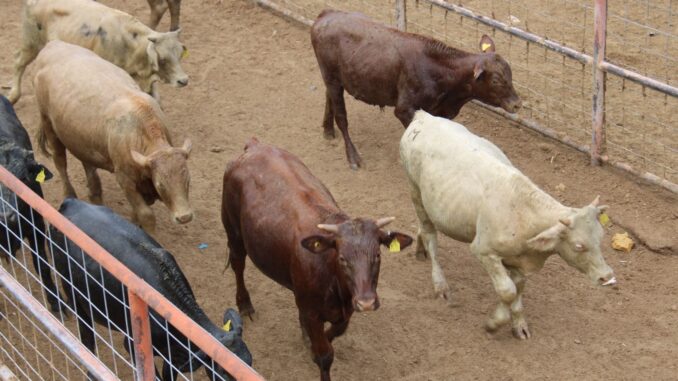 Reapertura de la frontera para exportación de ganado devuelve certidumbre al sector pecuario de Chihuahua
