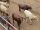 Reapertura de la frontera para exportación de ganado devuelve certidumbre al sector pecuario de Chihuahua