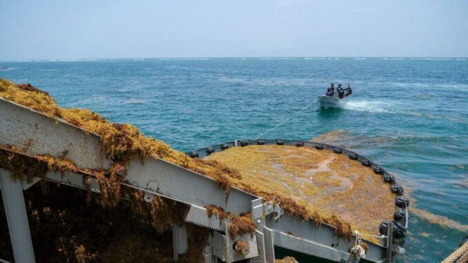 Reto para Quintana Roo es recolectar el sargazo en el mar: Mara Lezama