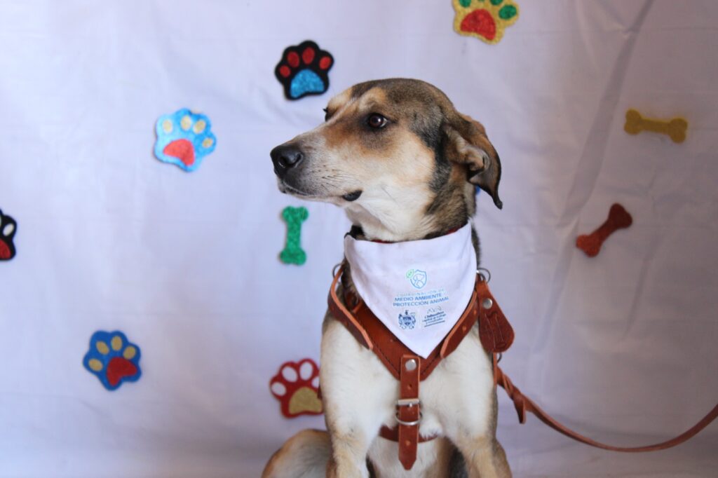 Conmemora Municipio el “Día Mundial del Perro” con acciones de salud, rescate y adopción
