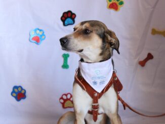 Conmemora Municipio el “Día Mundial del Perro” con acciones de salud, rescate y adopción