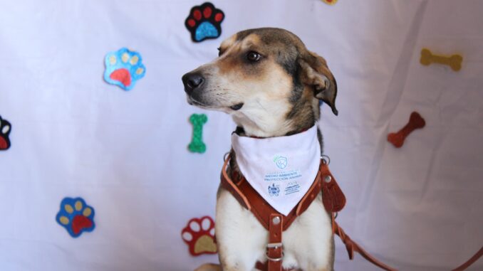Conmemora Municipio el “Día Mundial del Perro” con acciones de salud, rescate y adopción